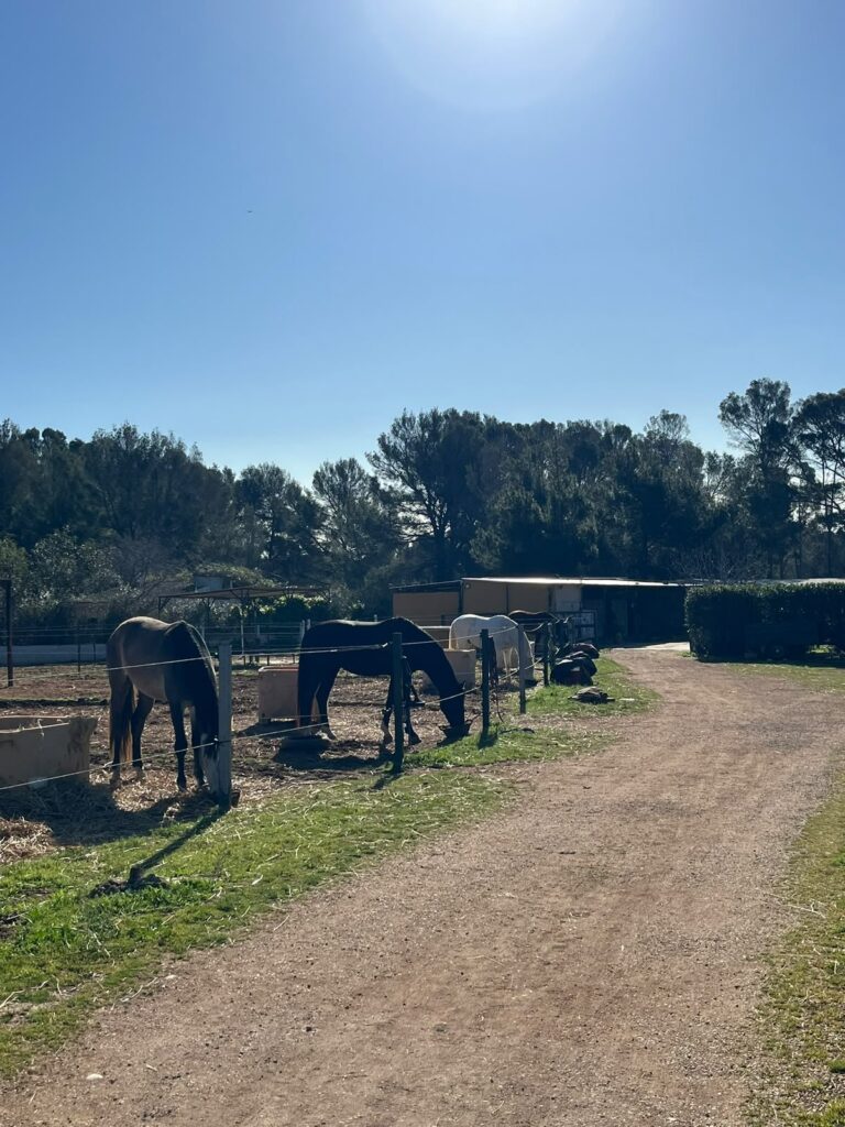 Corrales